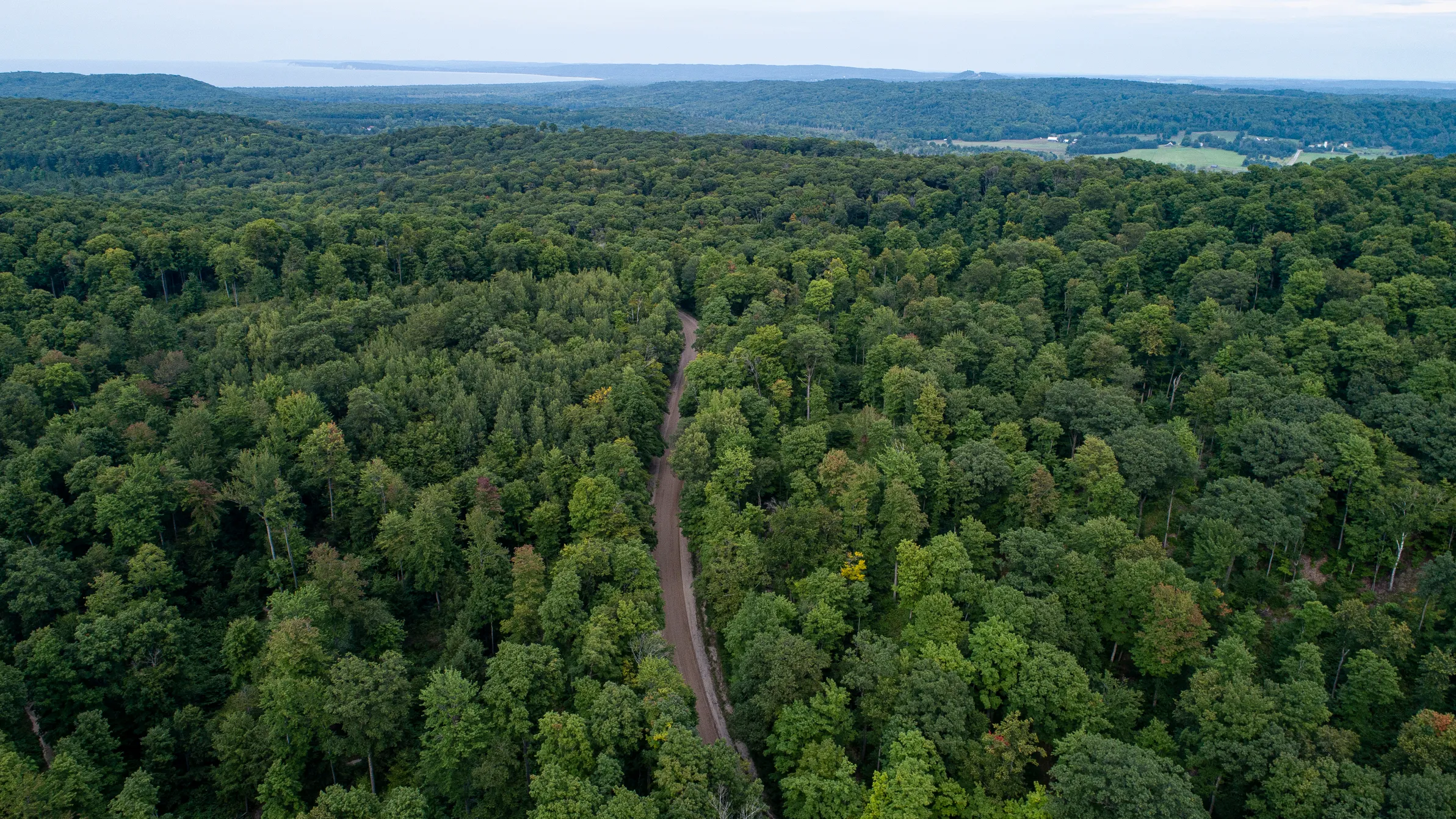 Aerial view of forest canopy showing healthy trees